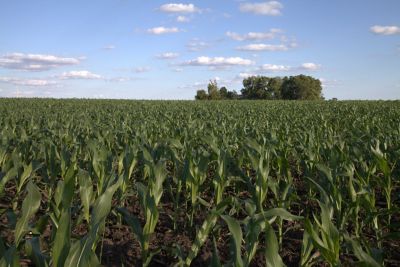 View of cornfield - midseason - distance shot