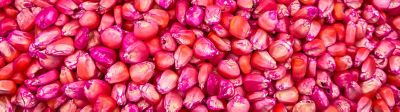 corn seed chemical