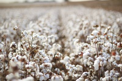 Cotton bolls in field