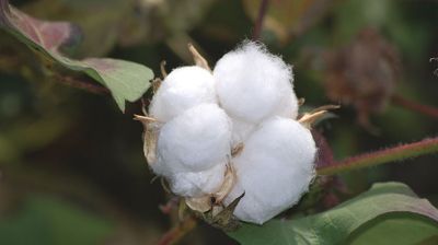 Cotton farmers and field sign