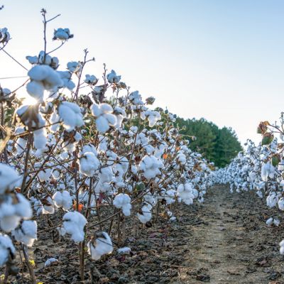 Cotton farmers and field sign