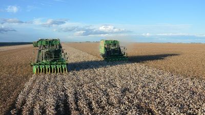 Cotton Harvest