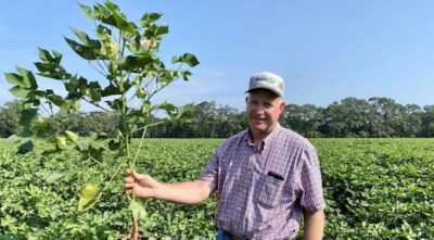 Peanut plant