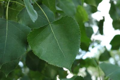 Cottonwood leaves