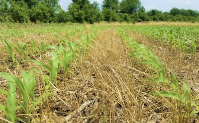Cover crops in corn