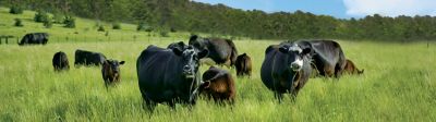 East pasture cows
