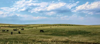 Cows grazing Colorado hillside
