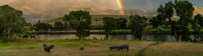 West pasture cows