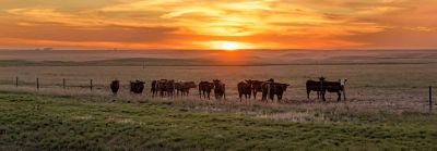 Cows in a pasture at sunset