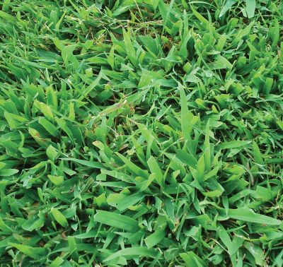 Crabgrass weed
