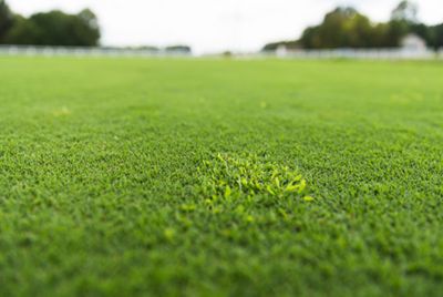 Crabgrass in turf