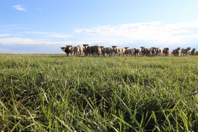 Beef cattle in Pasture