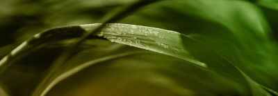 Crop leaf closeup