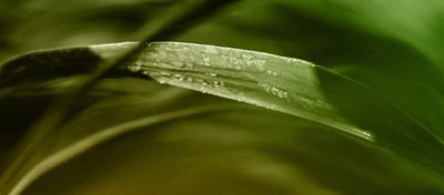 corn leaf closeup - rain
