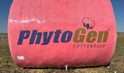 holding cottonin hands