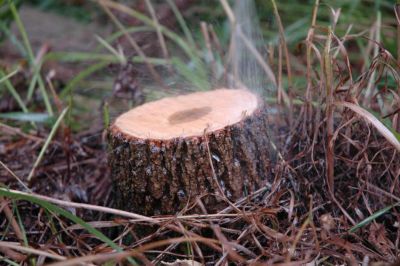 Cut stump treatment