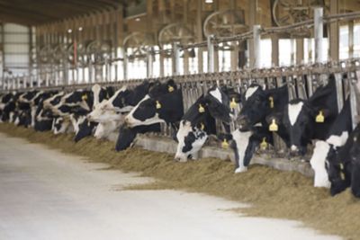 Wisconsin Dairy Cows in Dairy Barn