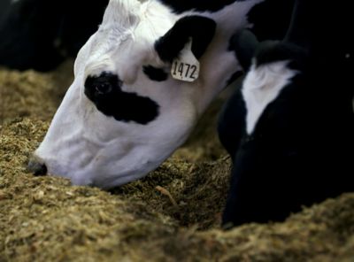 cows eating silage