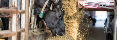 Proof in the Feed Bunk