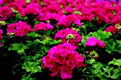 dark pink geraniums