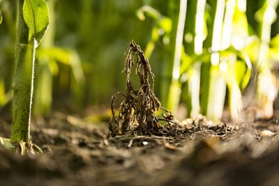 dead weed in corn field