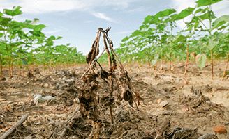Controlled weed in Cotton field