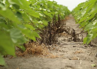 Dead weeds in soybean row
