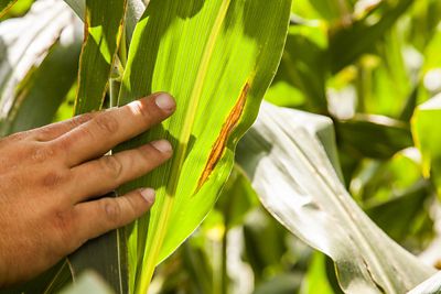 Scout disease diligently