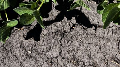 Crusted soil due to drought