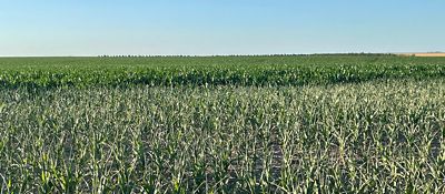 Drought stressed corn