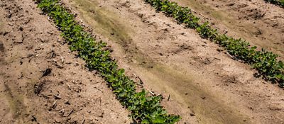 Dry weather soy control