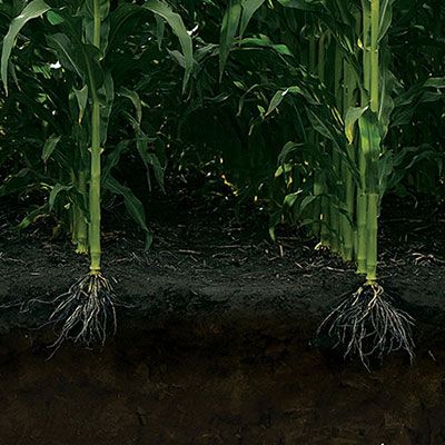 Corn and Root image
