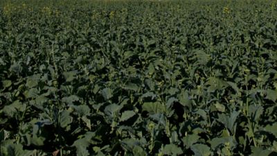 canola field early maturity