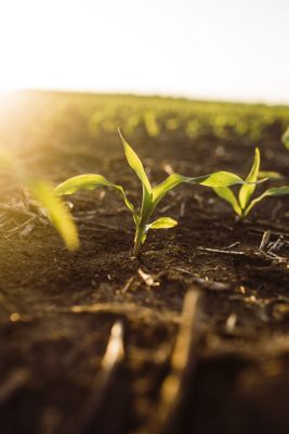 Early corn field at sunrise