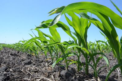 Photo - Closeup - emerging corn seedlings in a row