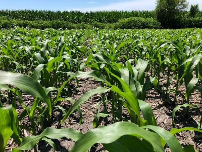 Early and mature corn