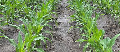 Early clean corn rows
