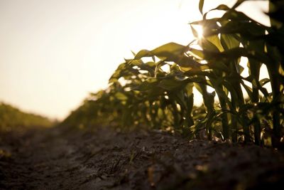 early season corn