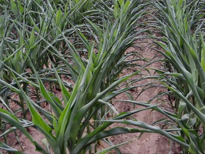 How Early Season Drought Affects Your Corn Crop