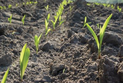 early season corn stalks