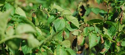 late blight in potatoes