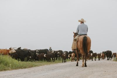 Cattle roundup at Stuart Ranch - Oklahoma