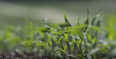 Photo - early season - corn plants in field