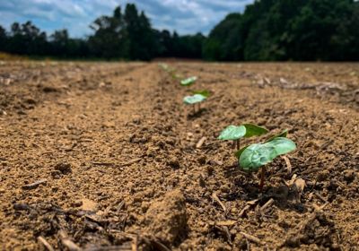 Early emerging cotton plant in field