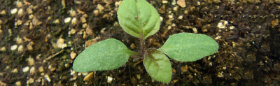 Eastern black nightshade