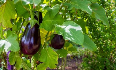 Eggplant on tree