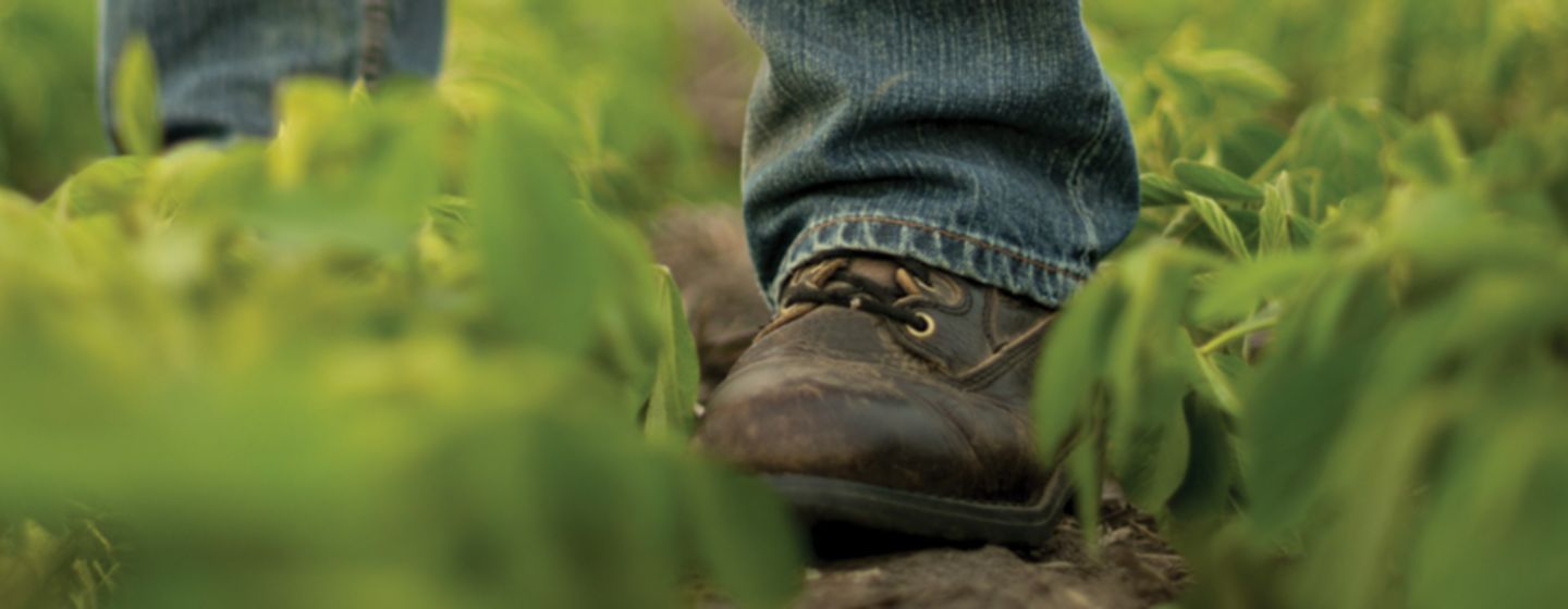 food in soybean field