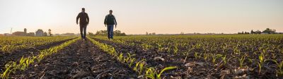 Photo - men walking in emerging cornfield