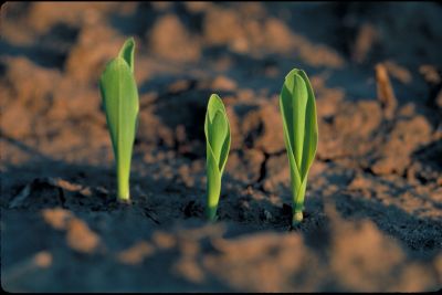Emerging corn plants