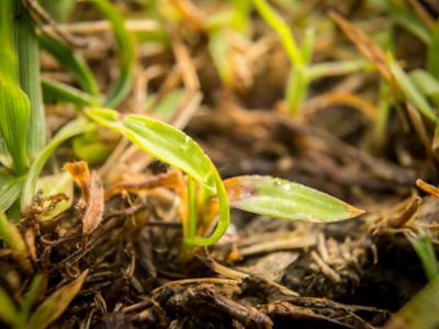 Emerging crabgrass
